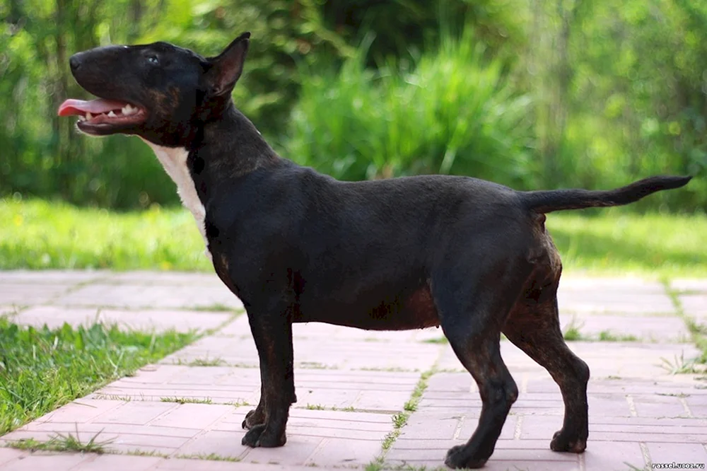 Schwarzer Standard Bull Terrier