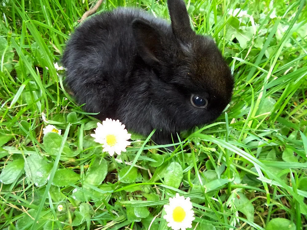 Schwarzes Zierkaninchen