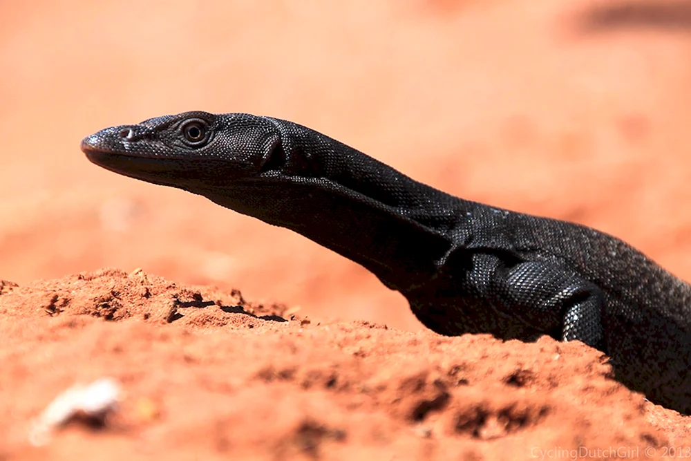 Alpine schwarzer Triton Salamander