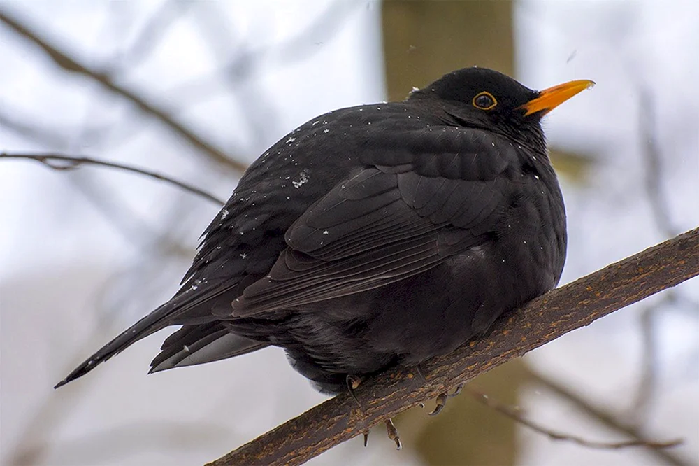 Amselvogel
