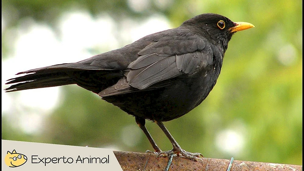 Amsel