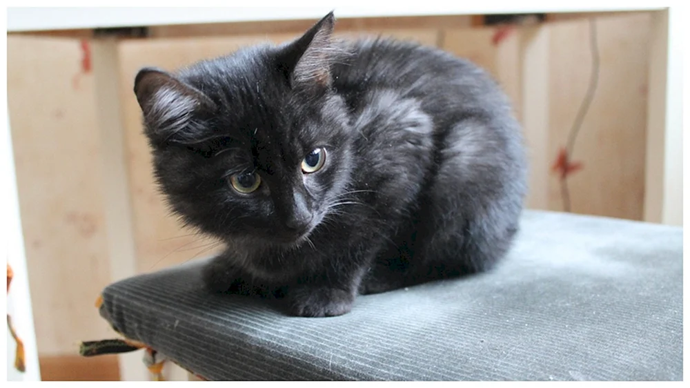 Tosya Katze