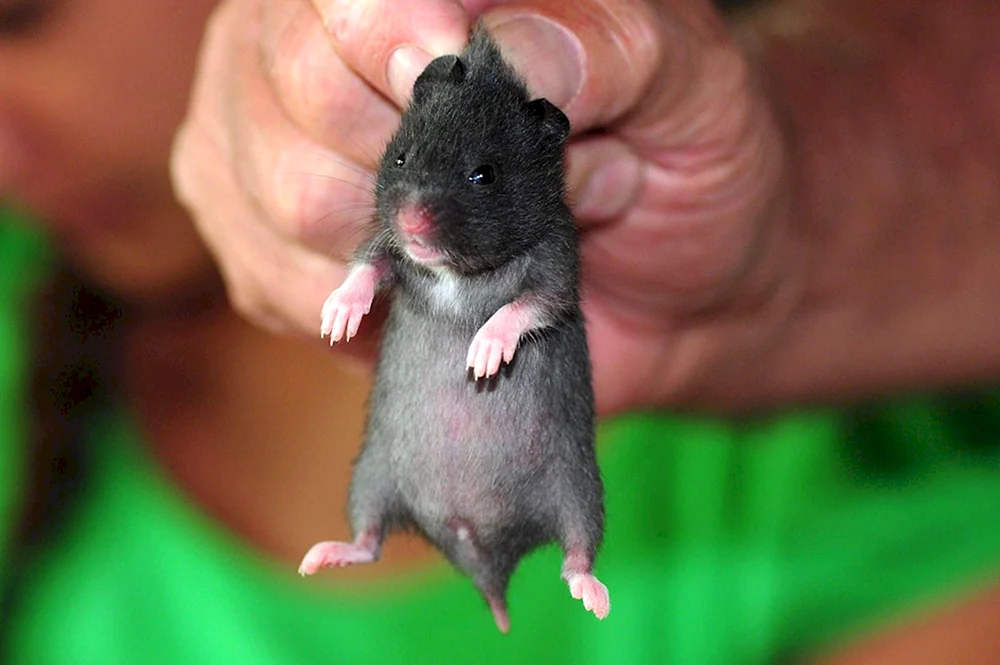 Syrische Hamsterfarben schwarz