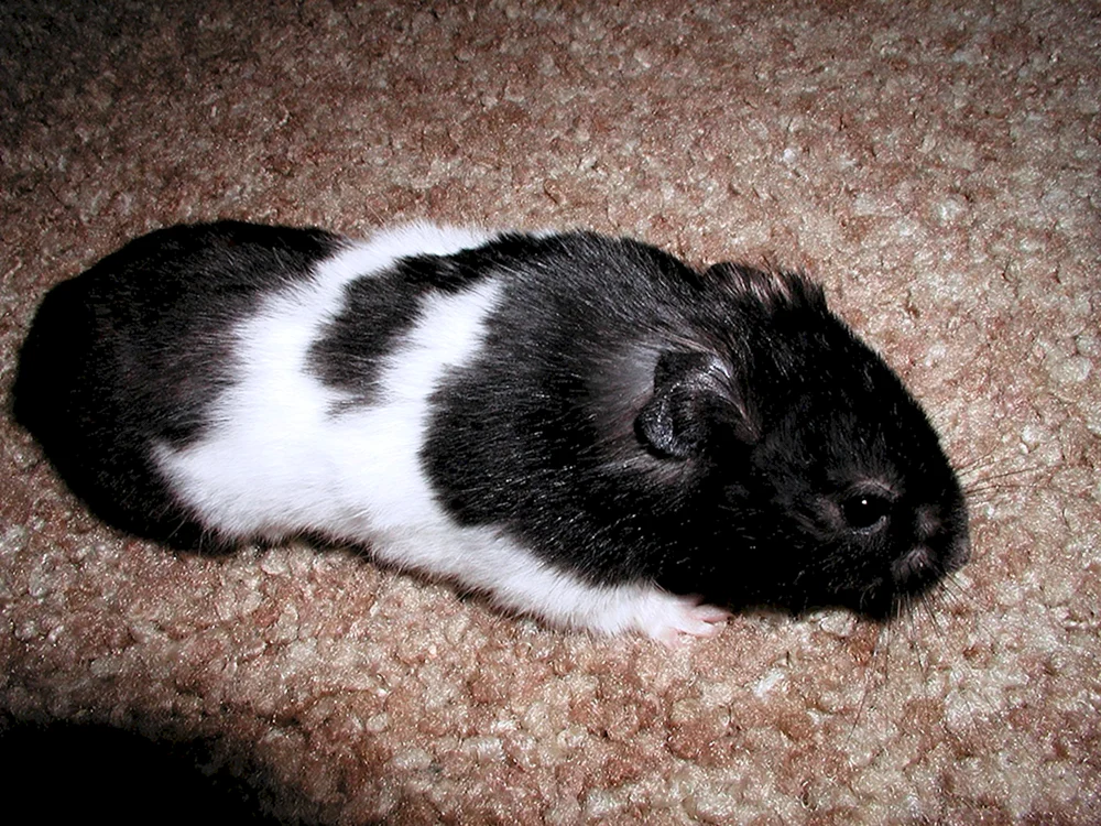 Syrischer Hamster schwarz