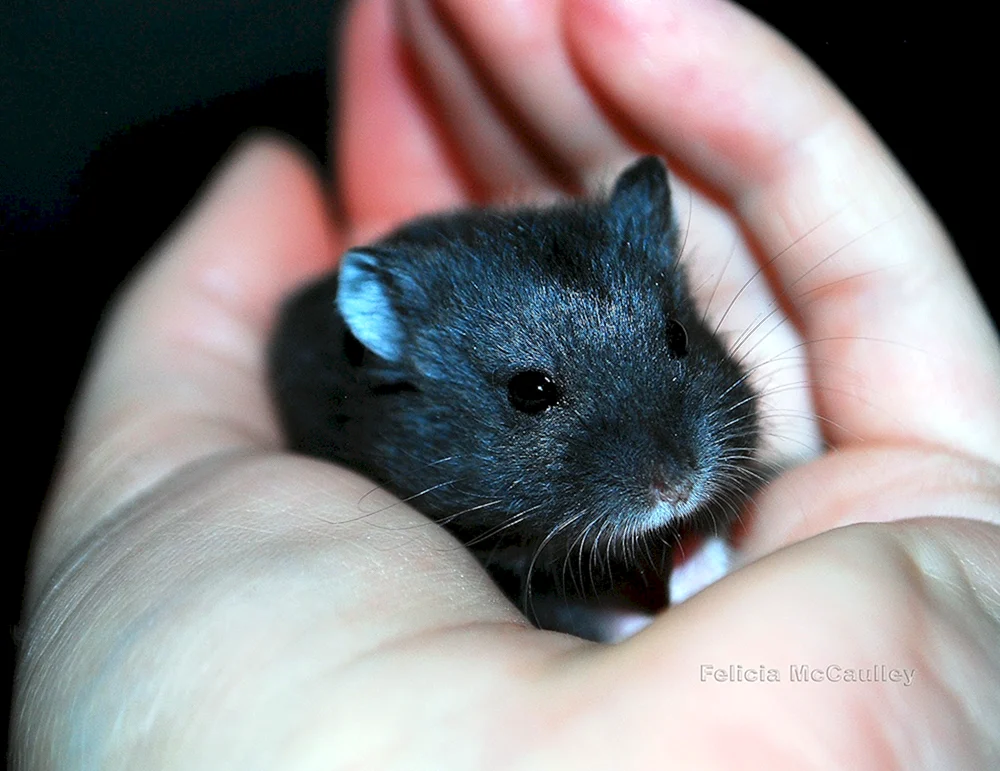Schwarzer Jungarischer Hamster