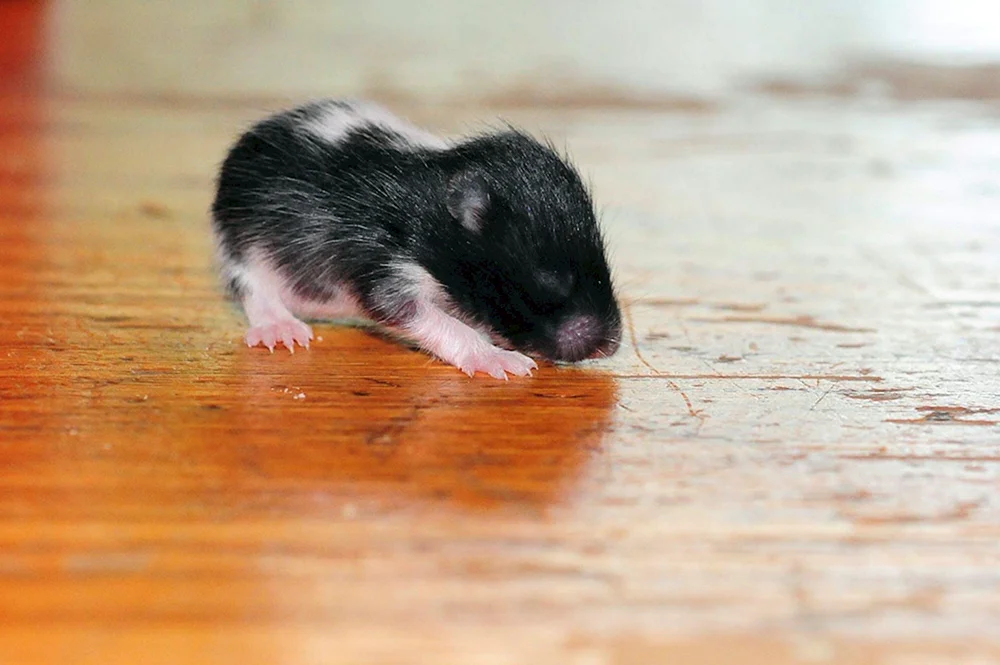 Syrischer Angorahamster