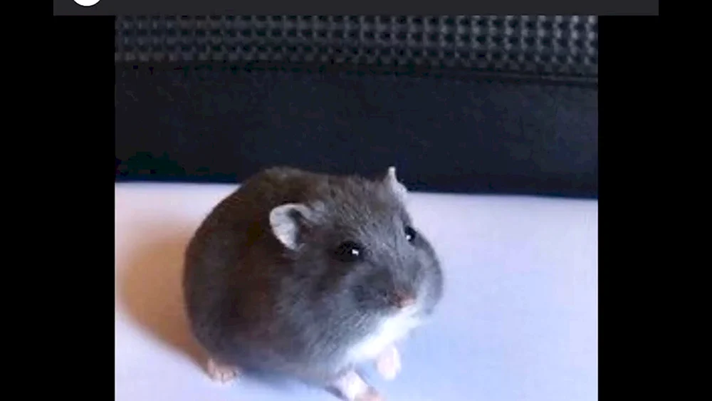 Schwarze Jungarische Hamsterfarben