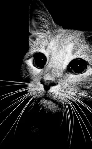 Schwarzes Hintergrundbild
