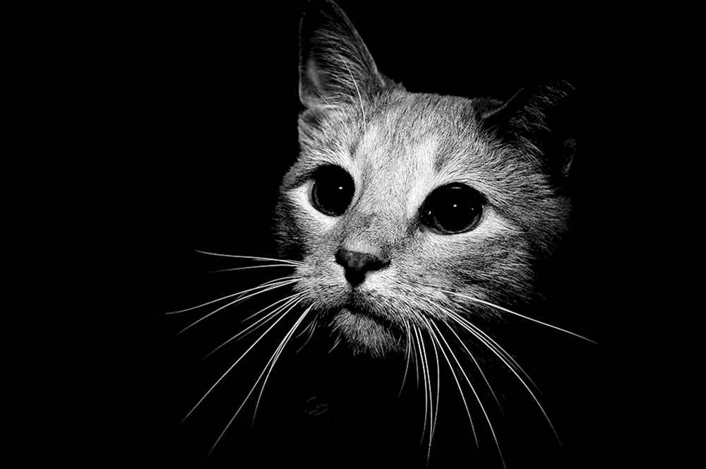 Schwarzes Hintergrundbild
