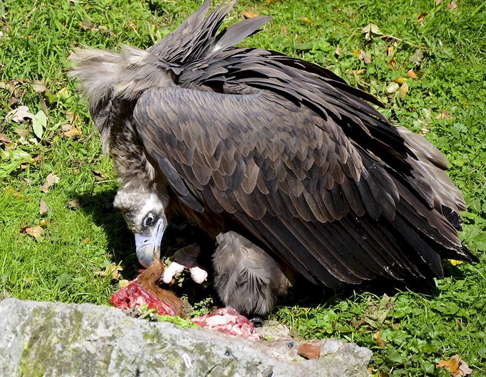 Geier-Aasvogel