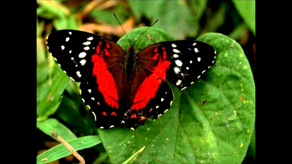 Roter Schmetterling