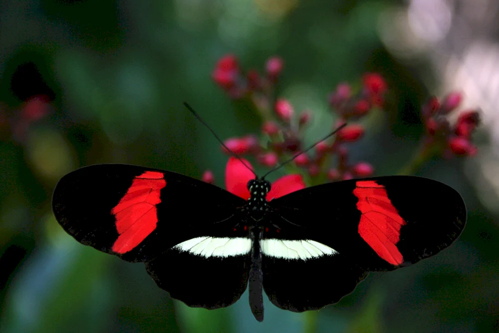 Roter Schmetterling