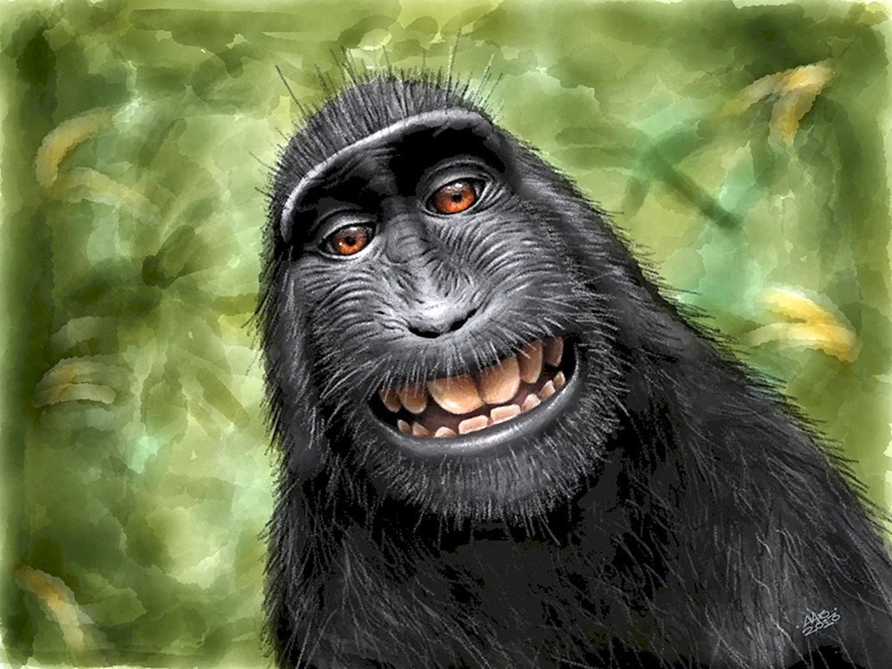 Rhesus-Affe