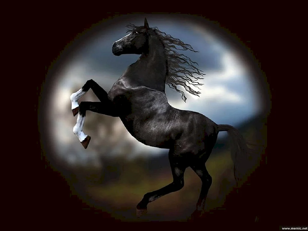 Pferd Mustang