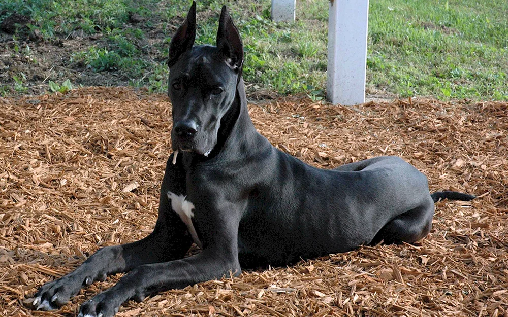 Schwarz Royal Dane