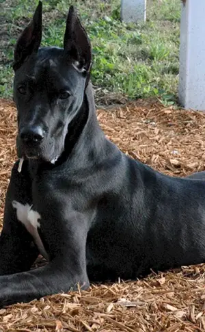 Schwarzer Royal Dog Gibson