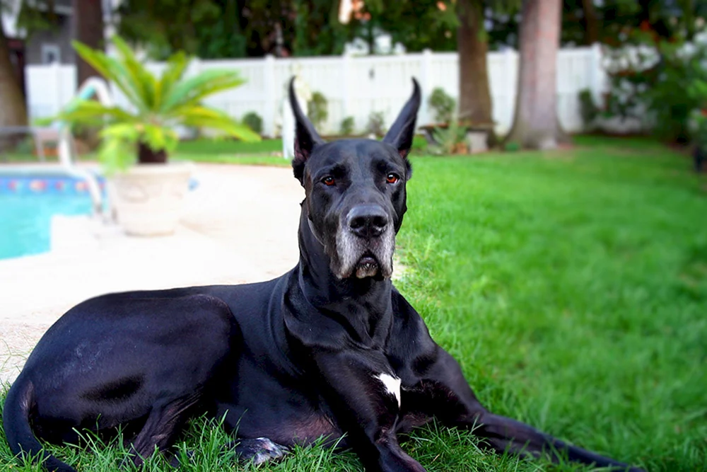 Great Dane Hunderasse