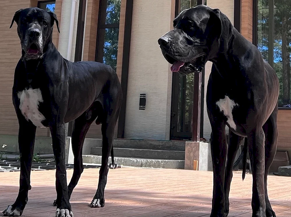Schwarze Dogge Welpe