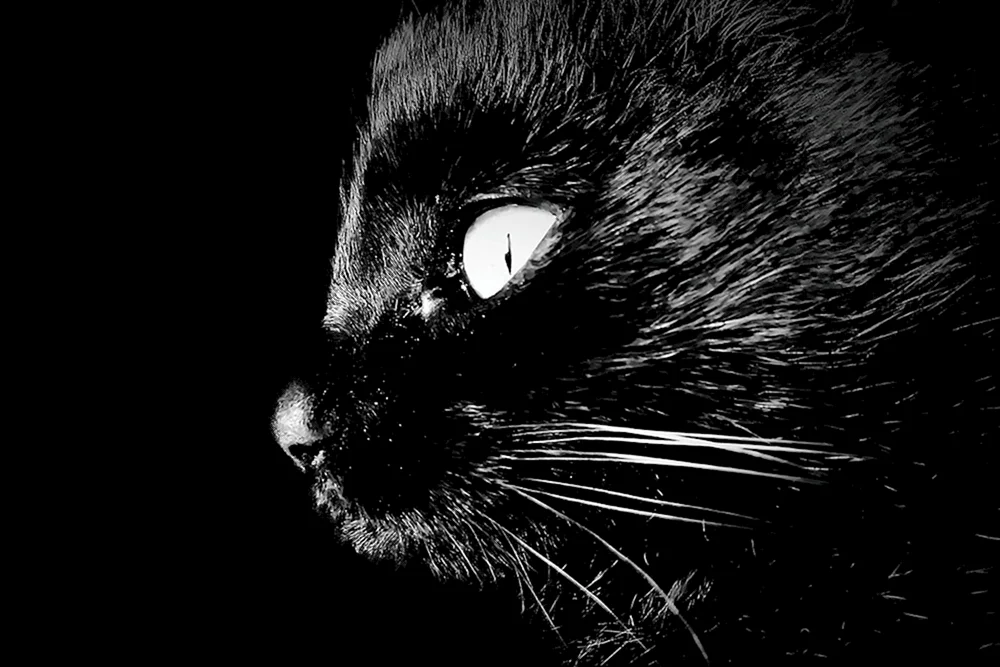 Schwarze Tapete