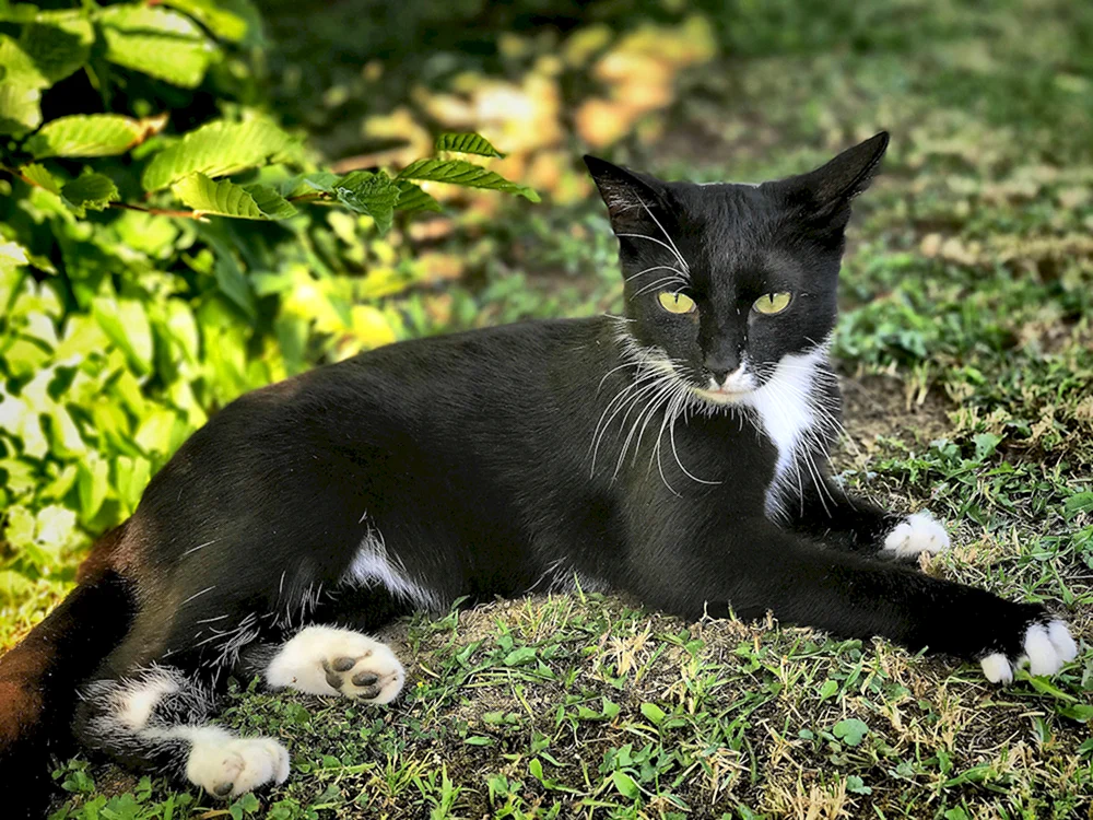 Bombay Katze mit weißer Brust