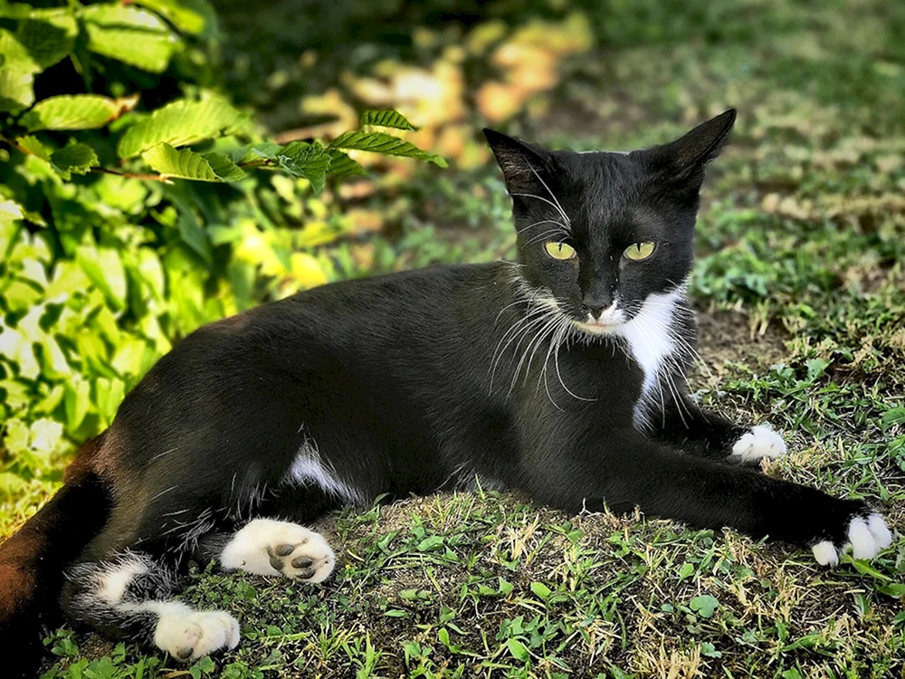 Bombay Langhaarkatze