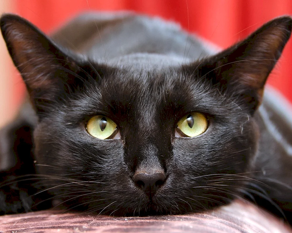 Bombay Katze flauschig