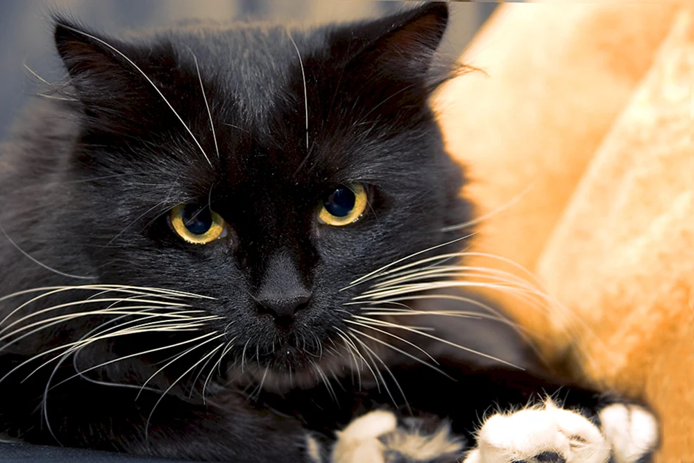 Schwarze Katze
