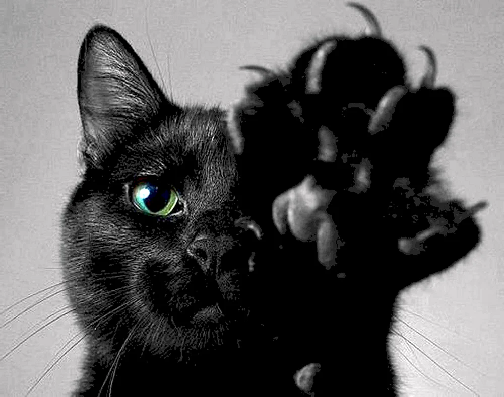Bombay Katze