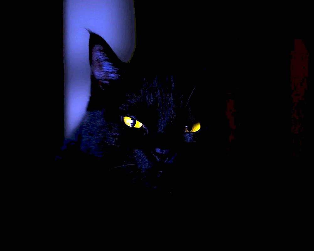 Bombay-Katze langhaarige Katze