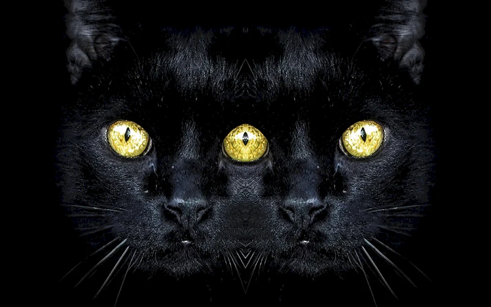 Bombay-Katze