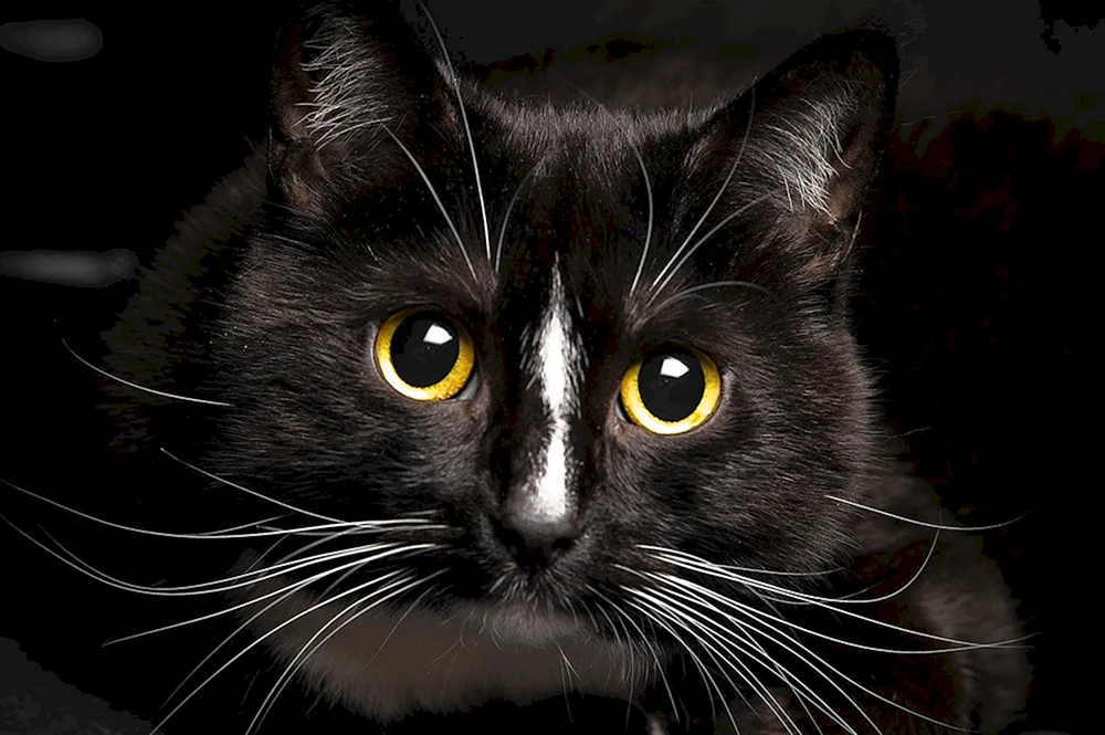 Bombay Katze flauschig Katze