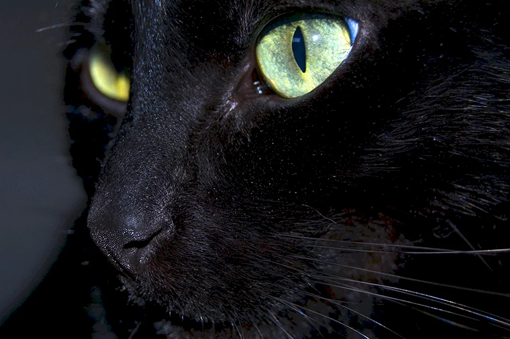 Schwarze Katze mit grünen Augen Katze
