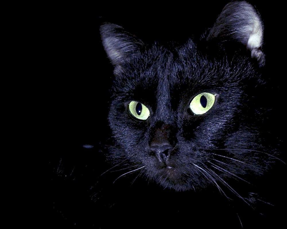Schwarze Katze Katze