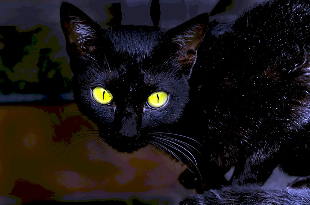 Schwarze Katze