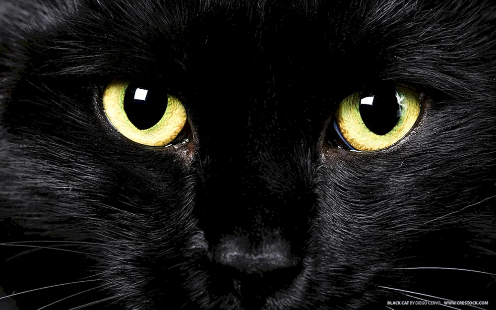 Schwarze Katze mit grünen Augen