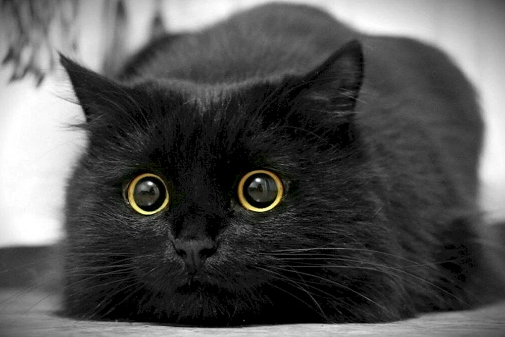 Schwarze Katze