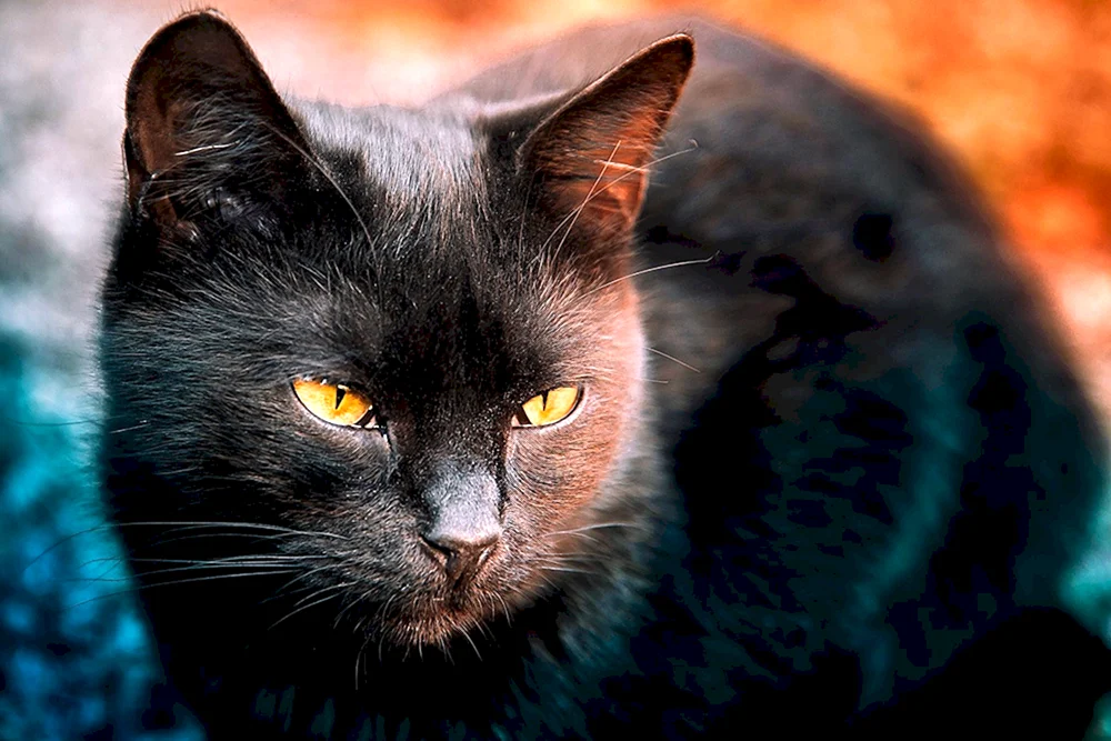 Schwarze Katze