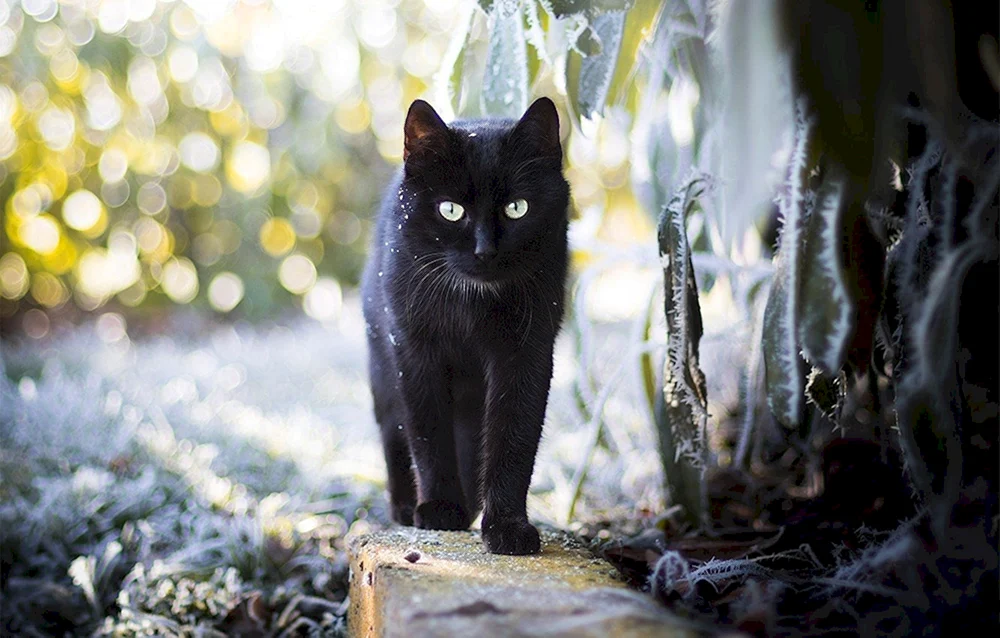 Bombay Katze