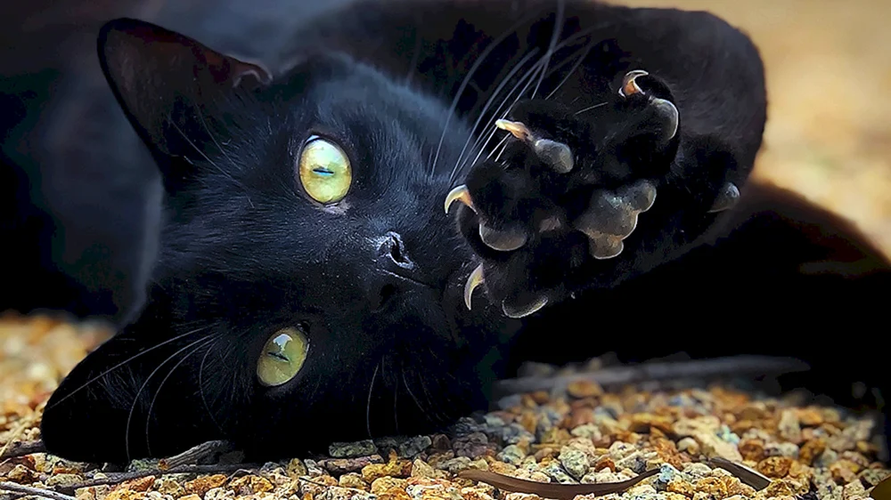 Bombay Katze langhaarige Katze