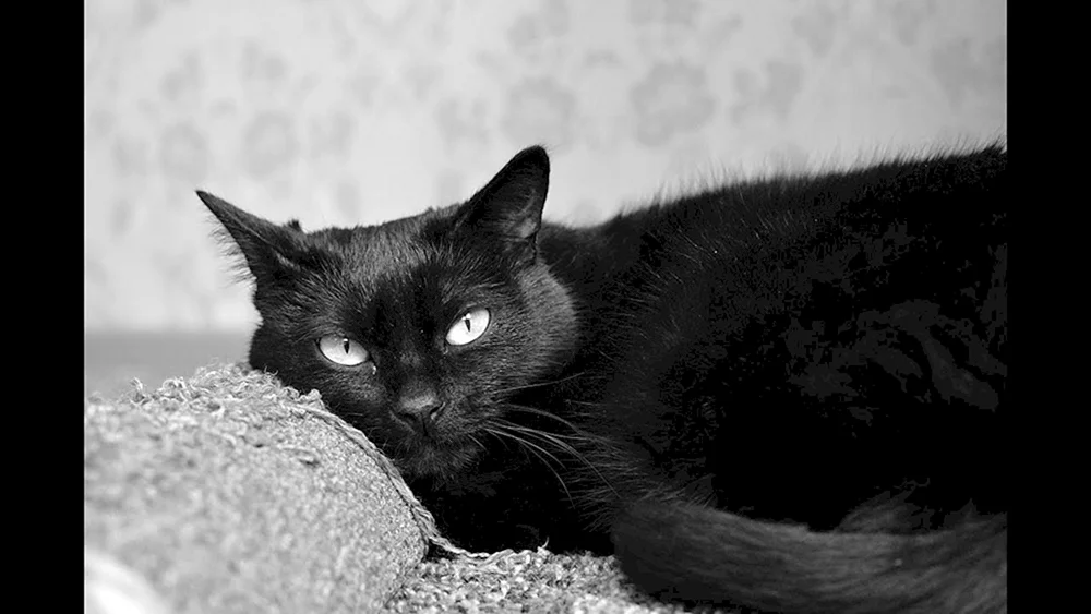 Bombay Katze