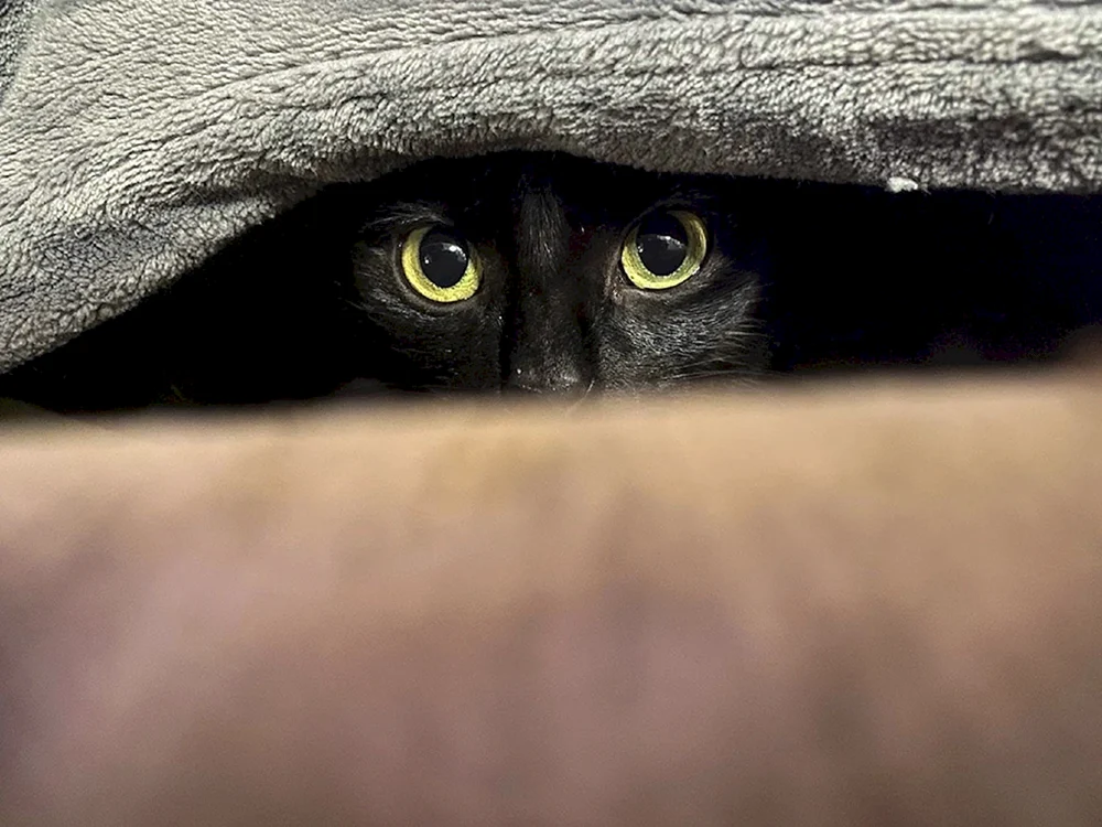 Schwarze Katzenzeichnung