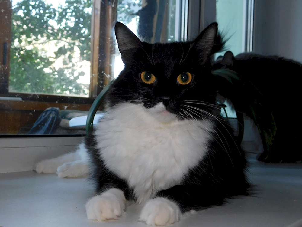 Schwarze Katze mit weißer Brust
