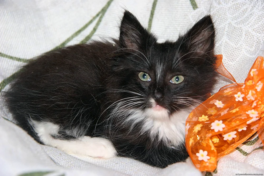 Schwarze Katze mit weißer Brust