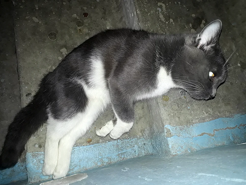 Schwarze Katze mit weißer Brust