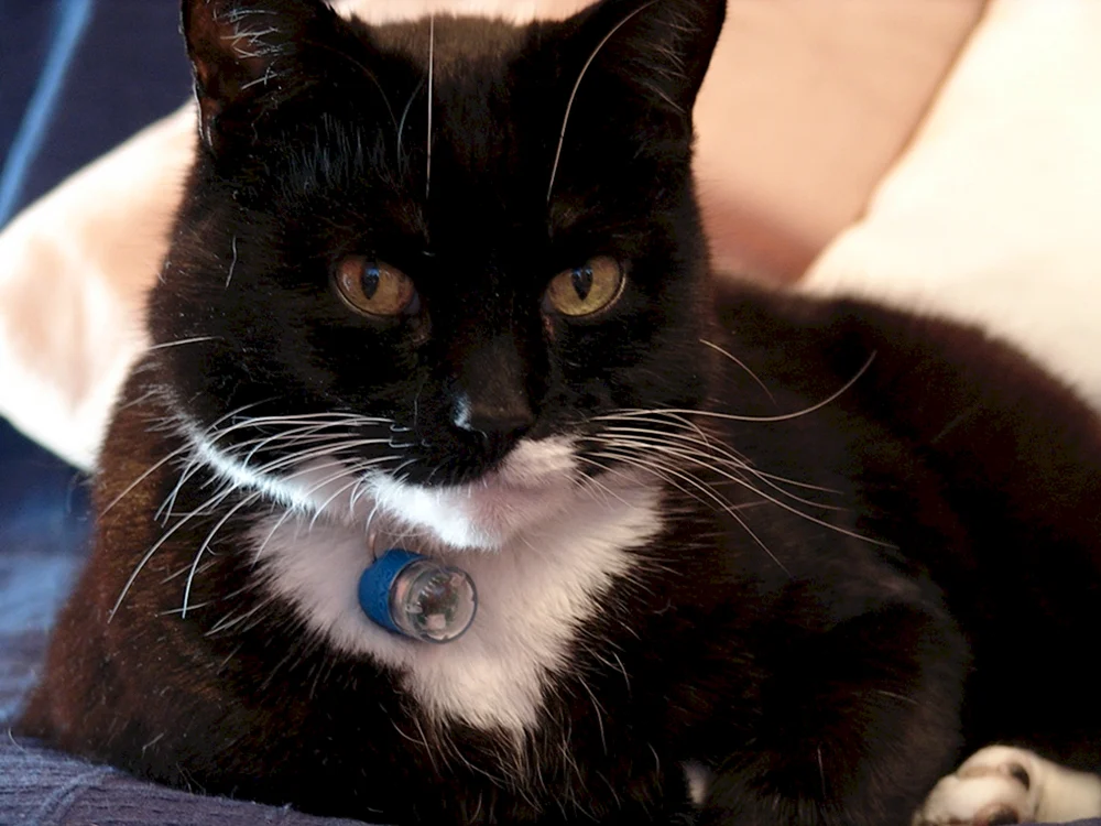 Schwarze Katze mit weißer Brust