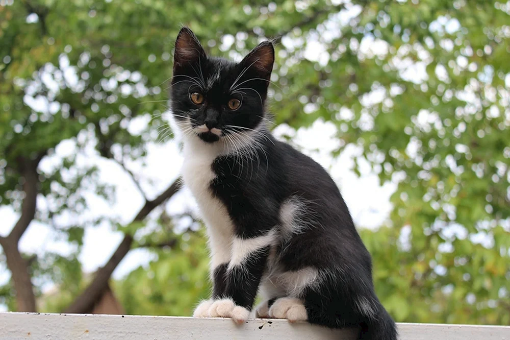 Schwarze Katze mit weißer Brust