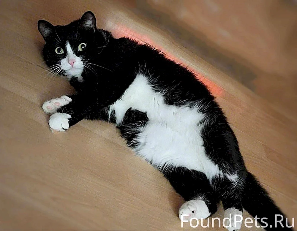 Europäische Kurzhaarkatze schwarz- weiß