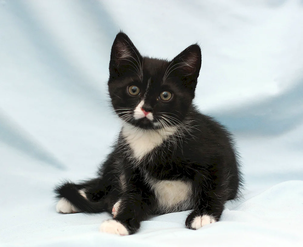 Schwarze Katze mit weißer Brust