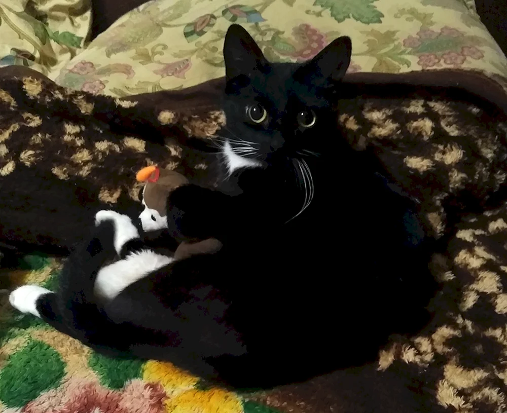 Katzen