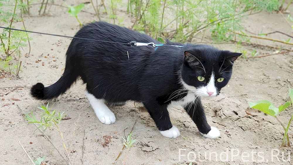 Schwarze Katze mit weißer Brust